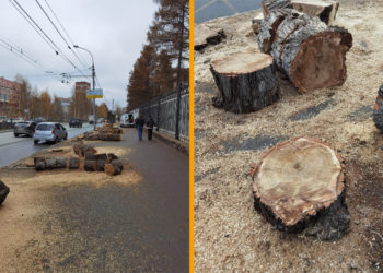 Огромные многолетние тополя на Красном проспекте заменят на сирень