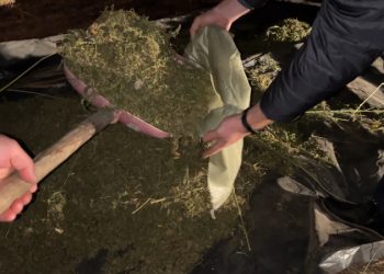 Более 20 килограммов марихуаны изъяла полиция у жителя Алтайского края