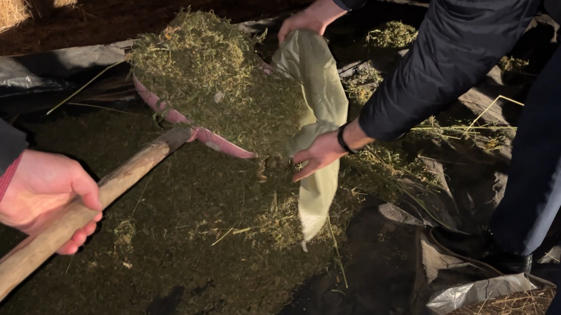 Более 20 килограммов марихуаны изъяла полиция у жителя Алтайского края