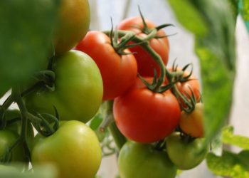 Россияне будут меньше есть тепличные огурцы и помидоры