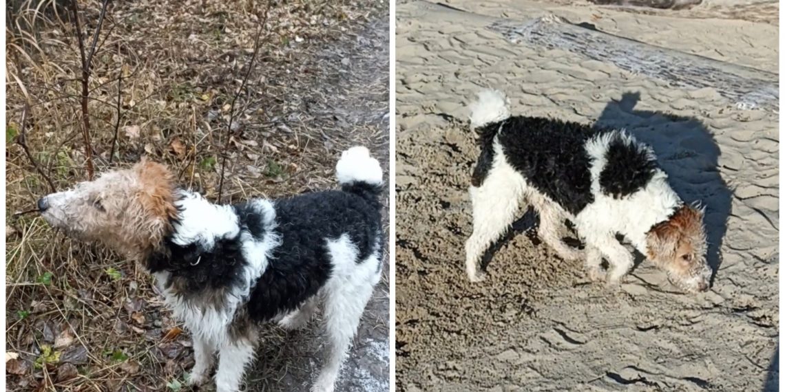 Фокстерьер Хантер пропал с места гибели хозяина — у новосибирцев просят помощи