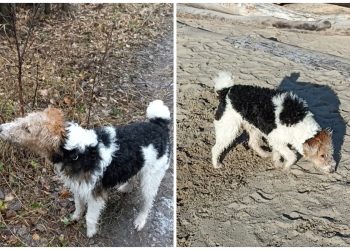 Фокстерьер Хантер пропал с места гибели хозяина — у новосибирцев просят помощи