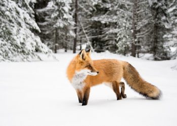 В соседнем Алтайском крае выявили случаи бешенства