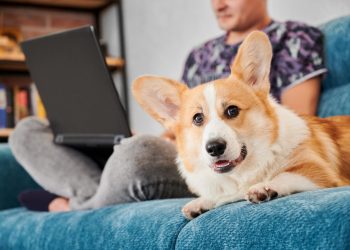 Кинологи назвали ТОП-10 самых популярных пород собак в России