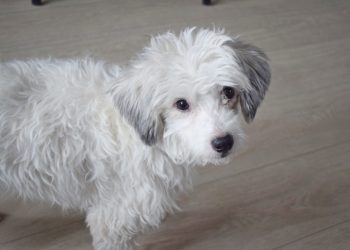 Собака, питомец,