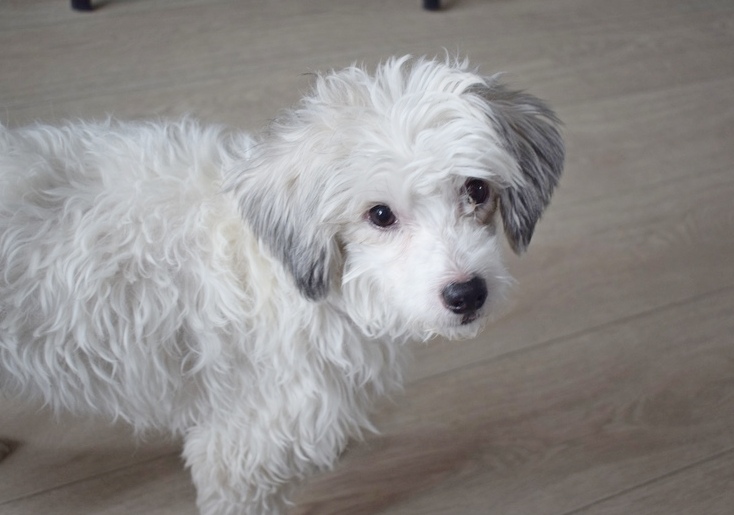 Собака, питомец,