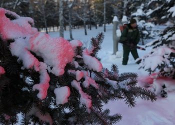 Вонючие елки появятся в парках Новосибирска с 8 декабря