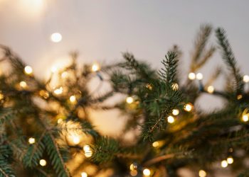 Пункты сбора новогодних елок заработают в Новосибирске 9 января