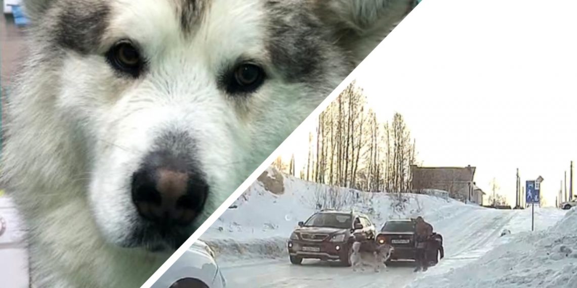Хозяйка маламута рассказала свою версию нападения на ребенка в Кольцово
