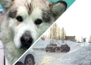 Хозяйка маламута рассказала свою версию нападения на ребенка в Кольцово