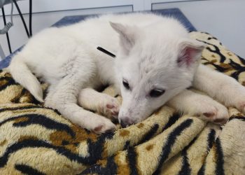 Подбросили на СТО: белоснежного щенка без языка спасают волонтеры в Новосибирске