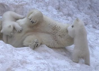 «Замучили мамочку Герду»: видео с озорными медвежатами из Новосибирского зоопарка покорило соцсети