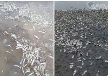 Новосибирцы обеспокоены массовой гибелью рыбы в озерах региона