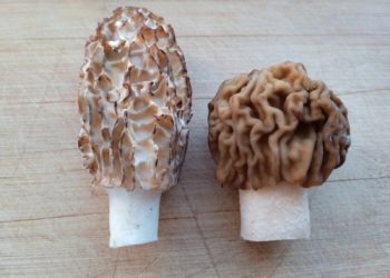 Новосибирцы активно открывают грибной сезон