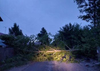В Октябрьском районе Новосибирска упавшее дерево вырубило электричество у десятков жителей