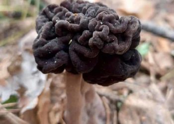 Загадочные черные грибы в лесу под Новосибирском озадачили ученых