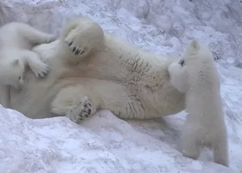 Результаты голосования за имена медвежат из новосибирского зоопарка могут перепроверить из-за недовольства горожан