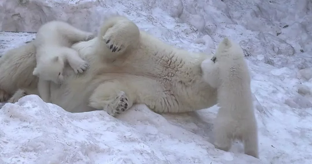Результаты голосования за имена медвежат из новосибирского зоопарка могут перепроверить из-за недовольства горожан
