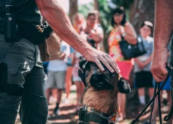 В Новосибирске полицейская собака помогла найти «ленивого» угонщика