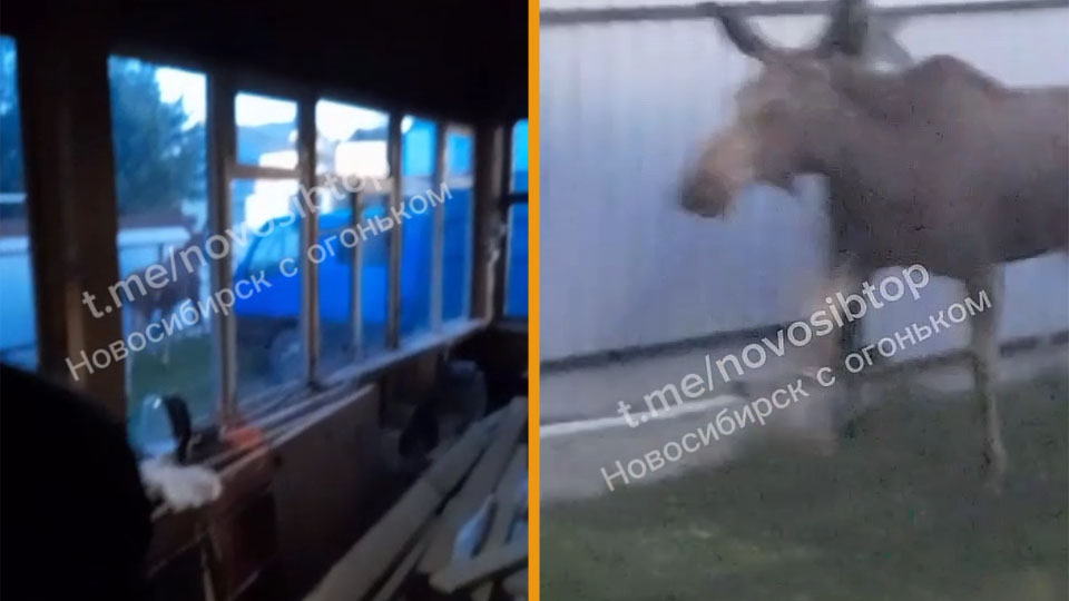 Лось забрел на дачный участок за Северным объездом Новосибирска