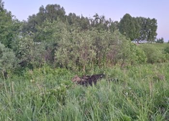 Новосибирец жестоко расправился с собутыльницей и закопал её тело в лесу