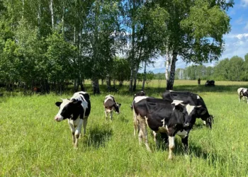 Более 2200 тонн молока: новосибирские коровы обогнали по суточным надоям всех в Сибири и за Уралом