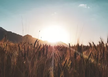 Алтайский ученый создал ракету, которая спасёт поля региона от засухи, пожара и града