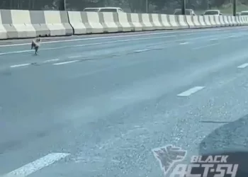 В Новосибирске три сибирячки организовали 3-киллометровую пробку, чтобы спасти чихуахуа