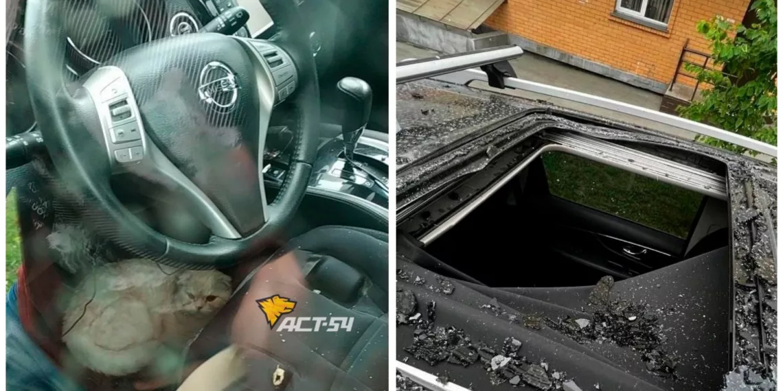 Кот упал на машину с 23 этажа и выжил в Новосибирске