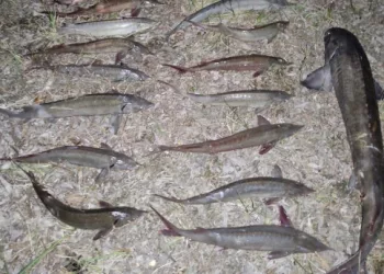 Новосибирец получил год колонии за вылов краснокнижного сибирского осетра