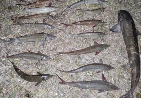 Новосибирец получил год колонии за вылов краснокнижного сибирского осетра