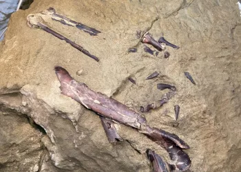 В Кузбассе ученые впервые в России нашли окаменелости динозавра — теропода