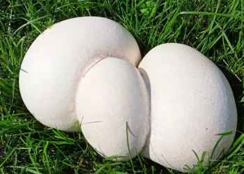 «Драконьи яйца» весом до 5 кг нашли грибники в Верх-Туле