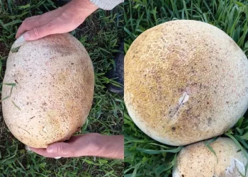 «Напоминает куриное мясо»: гигантские съедобные грибы были найдены под Новосибирском