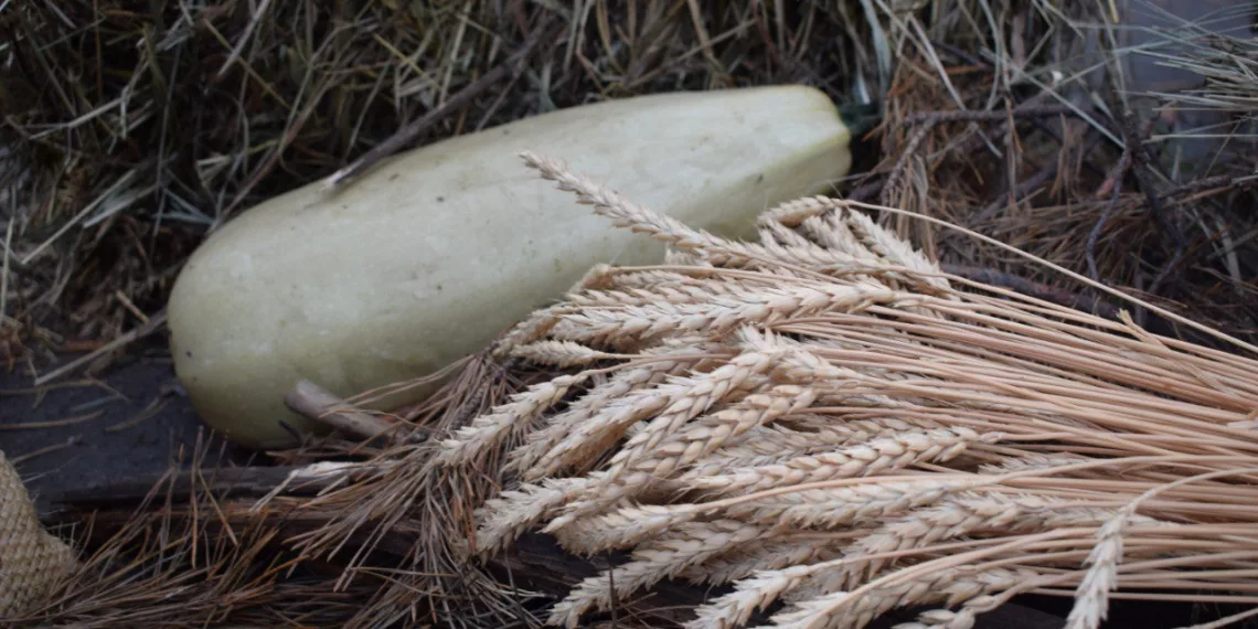 В Новосибирской области соберут на 35% меньше урожая из-за засухи