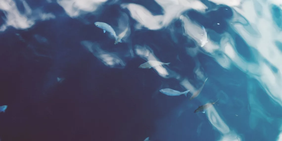 В Оби выявили высокое содержание зараженной описторхозом рыбы