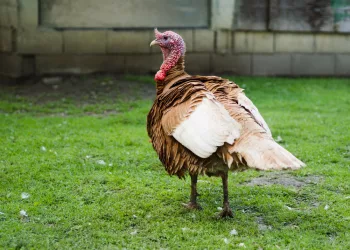 Один из крупнейших производителей индейки предупредил о росте цен