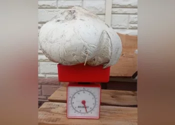 В Новосибирске сибиряк нашел 5-килограммовый гриб