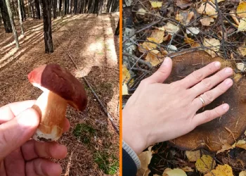 Новосибирцы продолжают охоту за грибами даже в заморозки