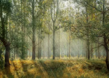 Александр Бастрыкин заинтересовался незаконной вырубкой леса в Советском районе