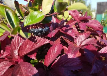 Заморозки до -2 °C и потепление до +22 °C обещают синоптики Новосибирской области