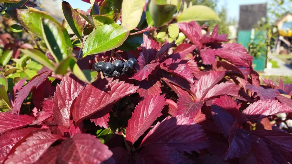 Заморозки до -2 °C и потепление до +22 °C обещают синоптики Новосибирской области