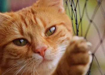 Кота-наркокурьера поймали в исправительной колонии в Ивановской области