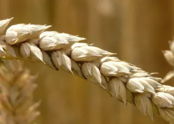 «Уральские авиалинии» возместят ущерб за испорченное самолетом поле под Новосибирском