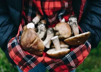 «Грибной сезон закрыт»: в Новосибирске грибники начнут платить многомиллионные штрафы