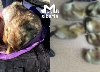 Житель Кызыла подарил брату уголовку – он застрелил краснокнижных сурков