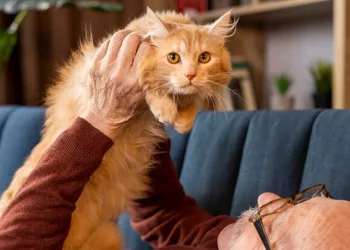 «Мы не боремся с топающими котами»: в РФ введут запрет на шум дома