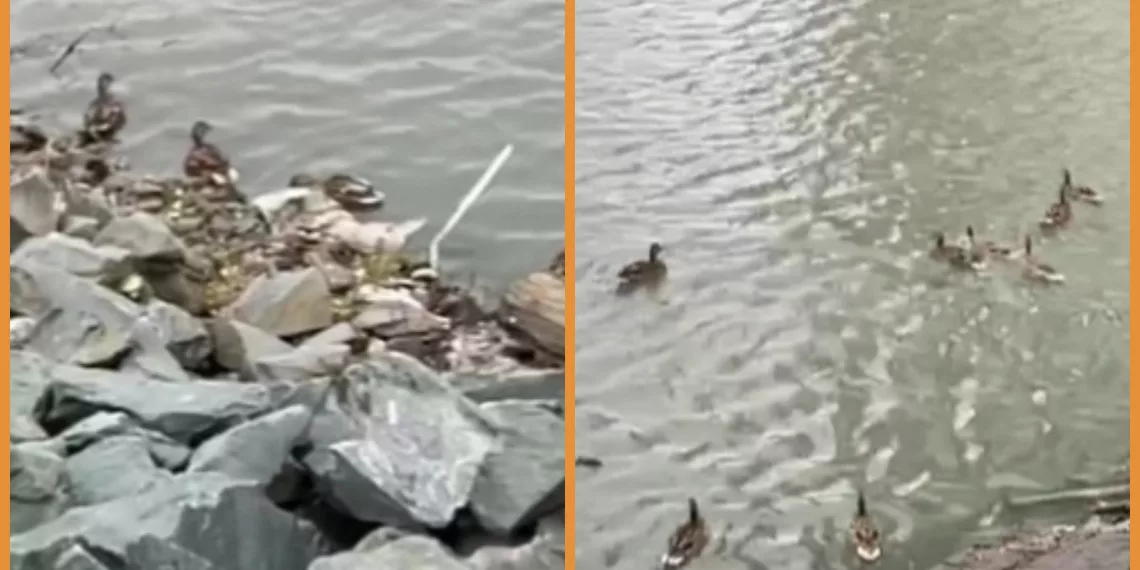 Дикие утки поселились в небольшом озере возле жилого комплекса в Новосибирске