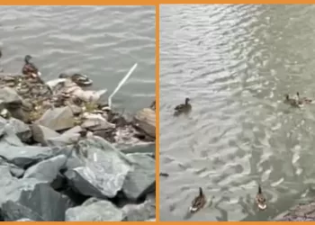 Дикие утки поселились в небольшом озере возле жилого комплекса в Новосибирске