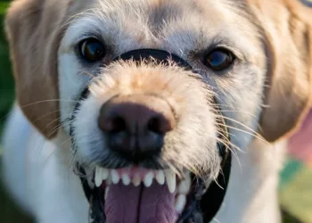 В Новосибирске мать добилась компенсации после нападения собаки на ее сына